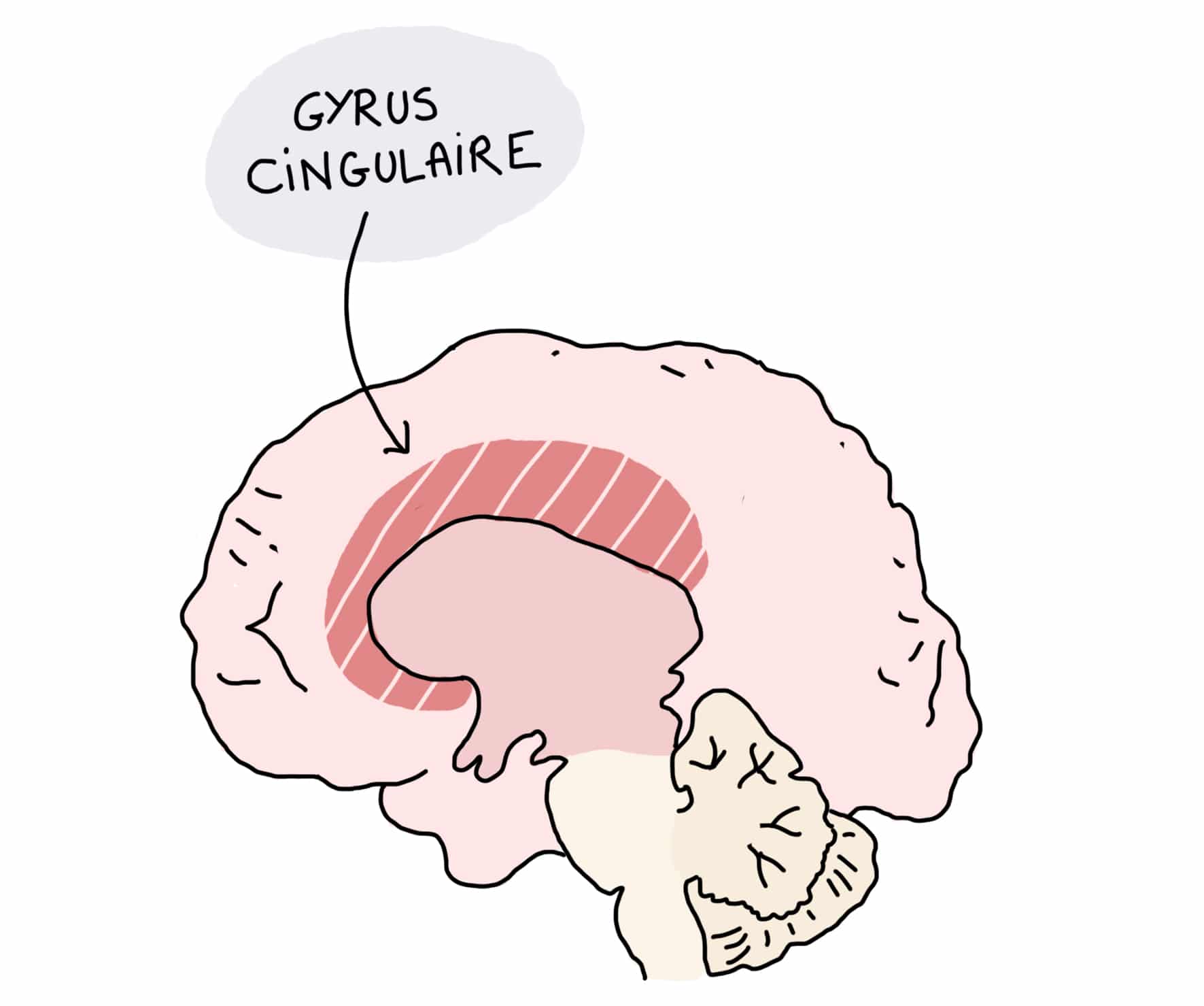UX Design Comportemental, les 3 cerveaux limbique, cerveau et cortex cingulaire