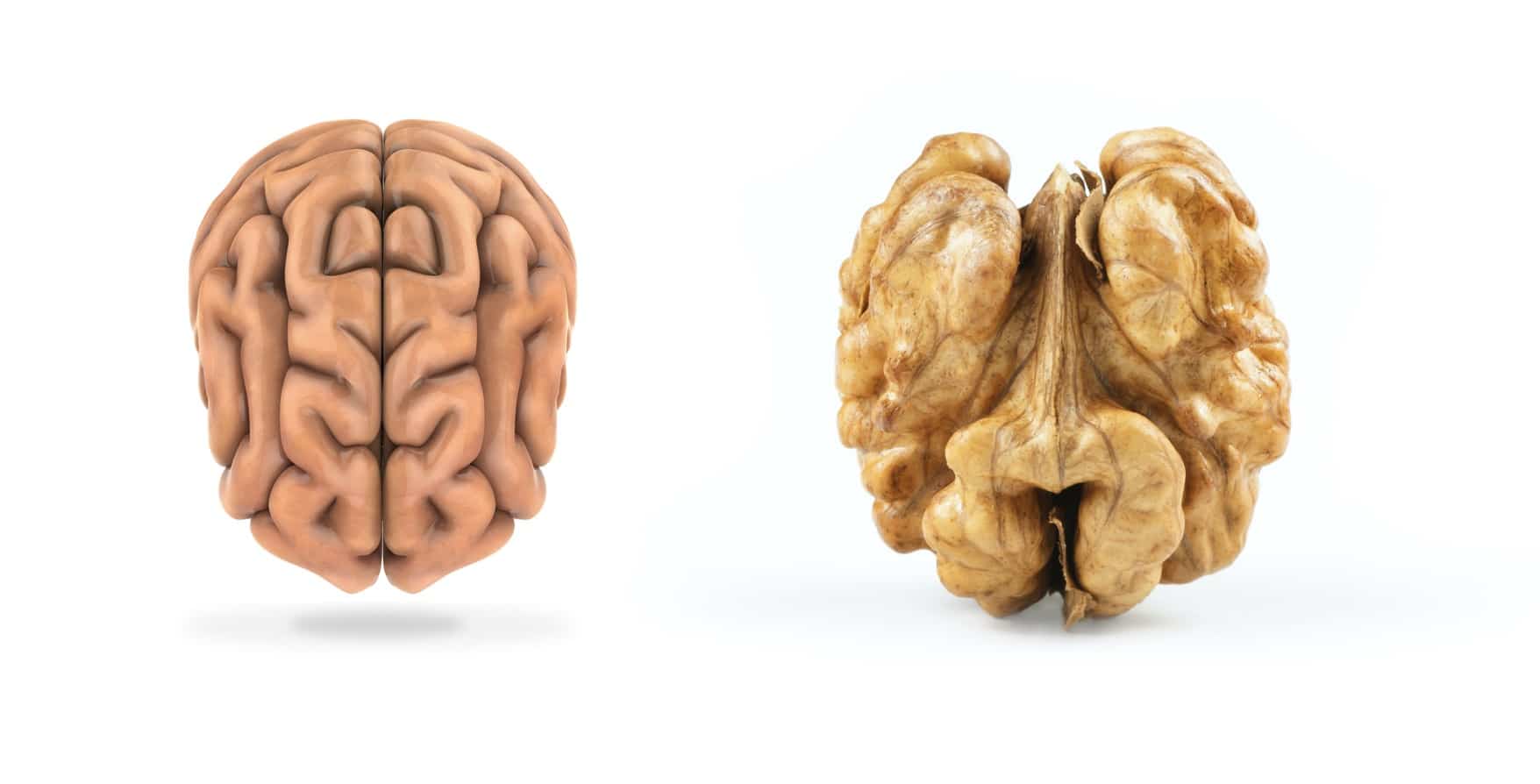 UX Design Comportemental, le cerveau ressemble à une noix